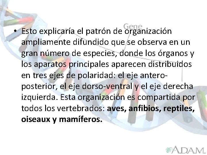  • Esto explicaría el patrón de organización ampliamente difundido que se observa en