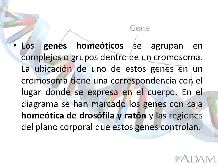  • Los genes homeóticos se agrupan en complejos o grupos dentro de un