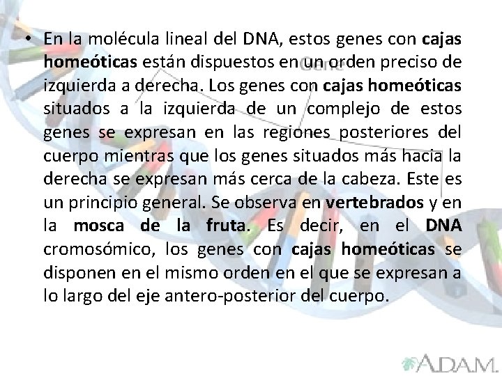  • En la molécula lineal del DNA, estos genes con cajas homeóticas están