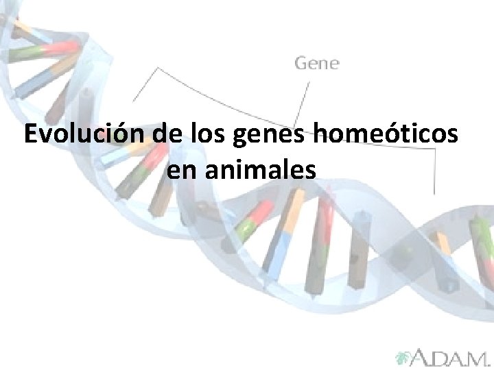 Evolución de los genes homeóticos en animales 