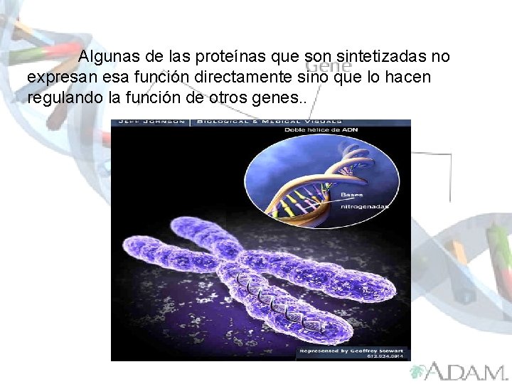 Algunas de las proteínas que son sintetizadas no expresan esa función directamente sino que