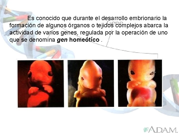 Es conocido que durante el desarrollo embrionario la formación de algunos órganos o tejidos