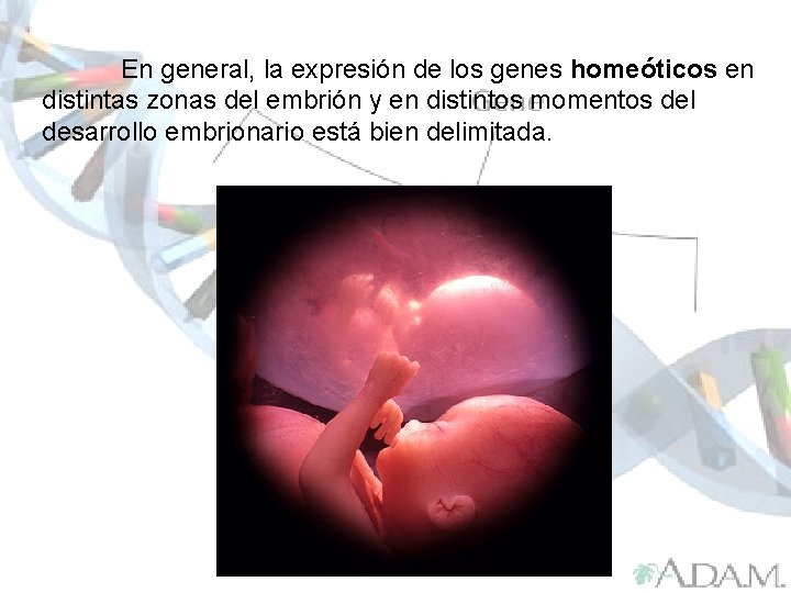 En general, la expresión de los genes homeóticos en distintas zonas del embrión y