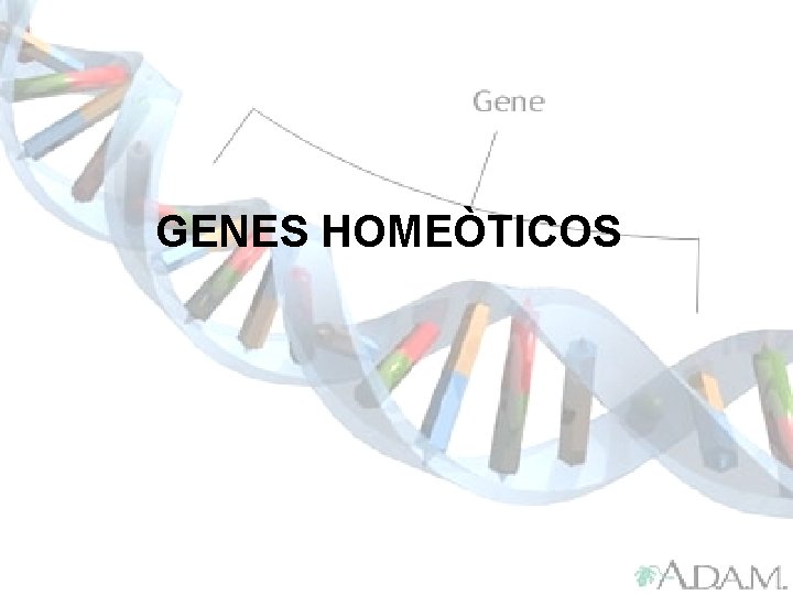 GENES HOMEÒTICOS 