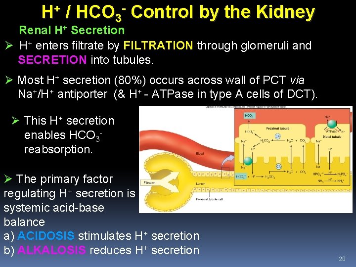 H+ / HCO 3 - Control by the Kidney Renal H+ Secretion Ø H+