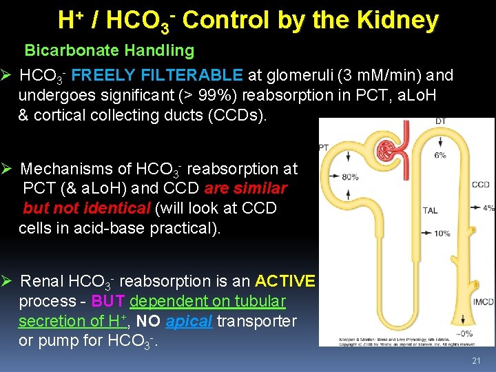 H+ / HCO 3 - Control by the Kidney Bicarbonate Handling Ø HCO 3