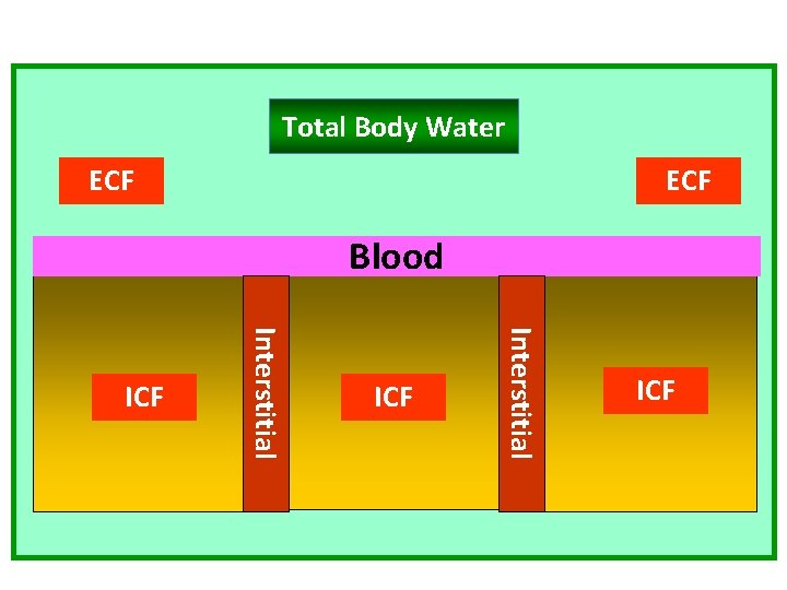 Total Body Water ECF Blood ICF Interstitial ICF BLOOD ICF 