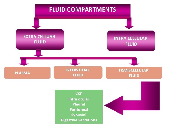 FLUID COMPARTMENTS EXTRA CELLUAR FLUID PLASMA INTRA CELLULAR FLUID INTERSTITIAL FLUID CSF Intra ocular