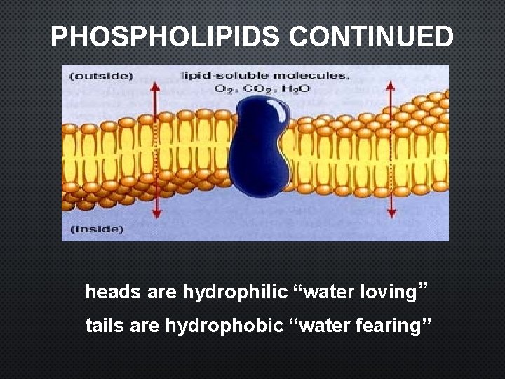 PHOSPHOLIPIDS CONTINUED heads are hydrophilic “water loving” tails are hydrophobic “water fearing” 