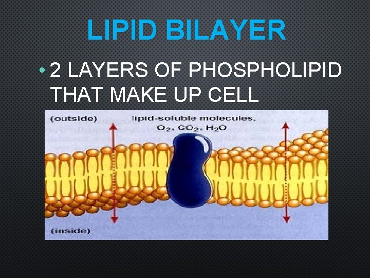 LIPID BILAYER • 2 LAYERS OF PHOSPHOLIPID THAT MAKE UP CELL MEMBRANE 