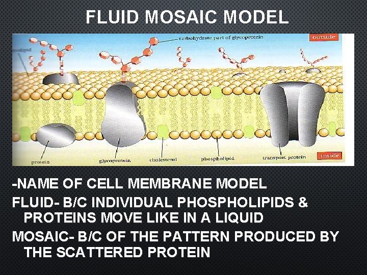 FLUID MOSAIC MODEL -NAME OF CELL MEMBRANE MODEL FLUID- B/C INDIVIDUAL PHOSPHOLIPIDS & PROTEINS