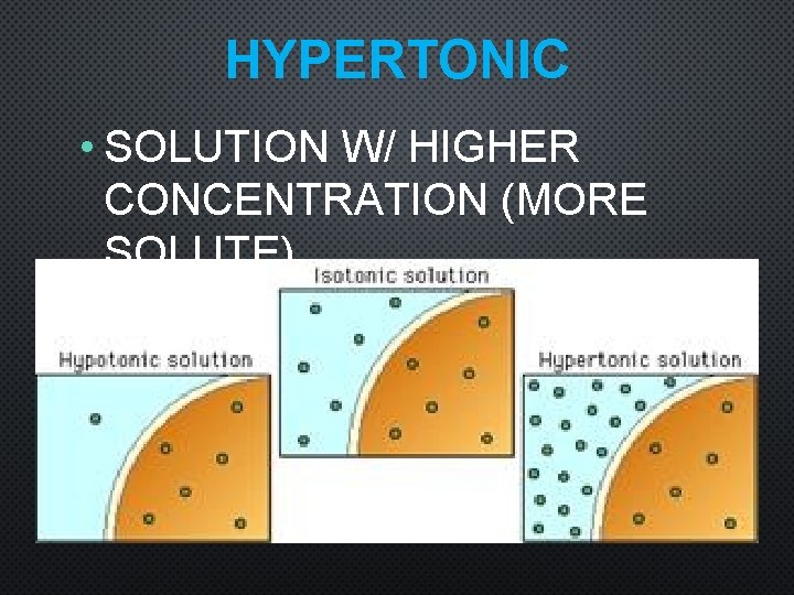 HYPERTONIC • SOLUTION W/ HIGHER CONCENTRATION (MORE SOLUTE) 