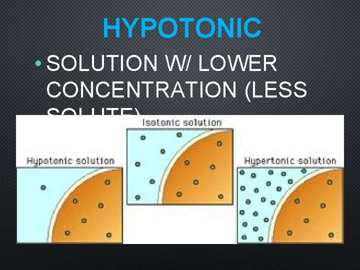 HYPOTONIC • SOLUTION W/ LOWER CONCENTRATION (LESS SOLUTE) 