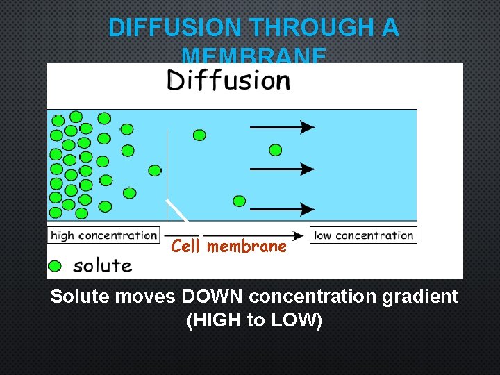DIFFUSION THROUGH A MEMBRANE Cell membrane Solute moves DOWN concentration gradient (HIGH to LOW)