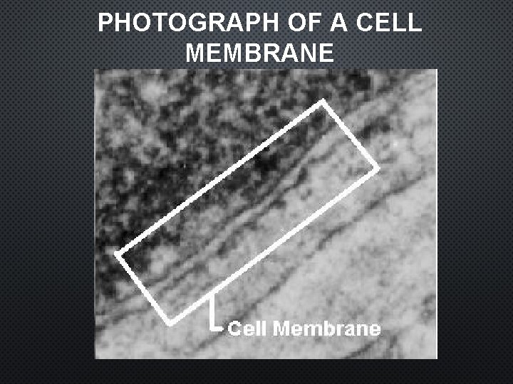 PHOTOGRAPH OF A CELL MEMBRANE 