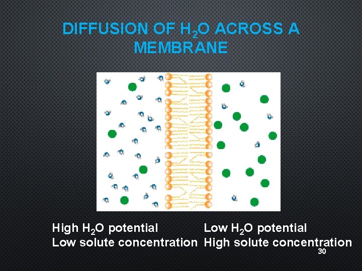 DIFFUSION OF H 2 O ACROSS A MEMBRANE High H 2 O potential Low
