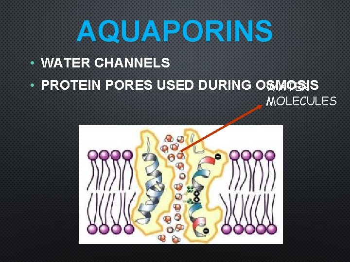 AQUAPORINS • WATER CHANNELS • PROTEIN PORES USED DURING OSMOSIS WATER MOLECULES 