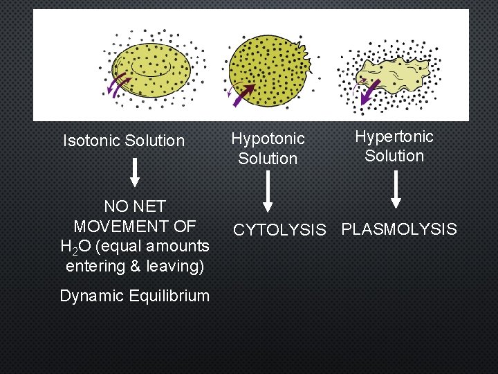 Hypertonic Solution Isotonic Solution Hypotonic Solution NO NET MOVEMENT OF H 2 O (equal