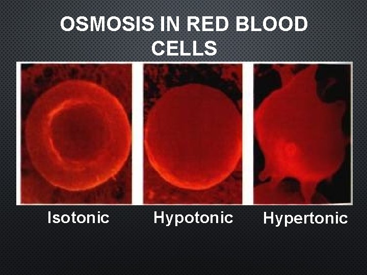 OSMOSIS IN RED BLOOD CELLS Isotonic Hypertonic 