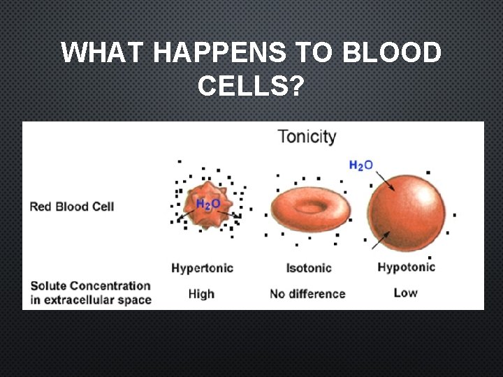 WHAT HAPPENS TO BLOOD CELLS? 