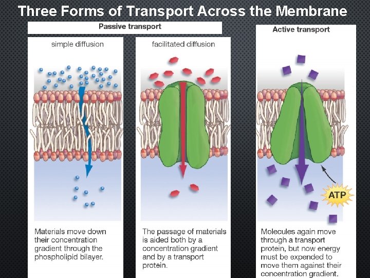 Three Forms of Transport Across the Membrane 43 