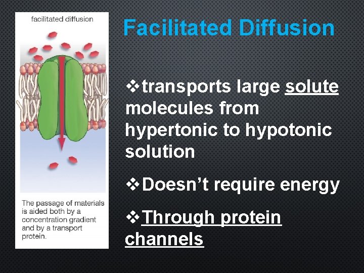 Facilitated Diffusion vtransports large solute molecules from hypertonic to hypotonic solution v. Doesn’t require