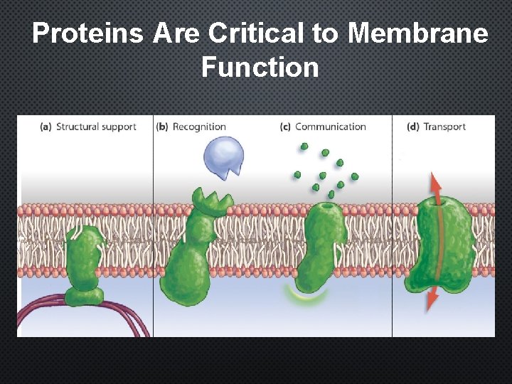 Proteins Are Critical to Membrane Function 