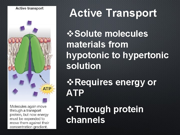 Active Transport v. Solute molecules materials from hypotonic to hypertonic solution v. Requires energy