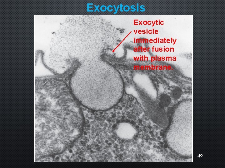 Exocytosis Exocytic vesicle immediately after fusion with plasma membrane. 49 