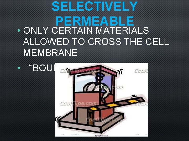 SELECTIVELY PERMEABLE • ONLY CERTAIN MATERIALS ALLOWED TO CROSS THE CELL MEMBRANE • “BOUNCER”