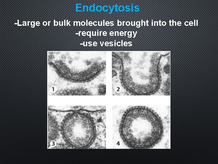 Endocytosis -Large or bulk molecules brought into the cell -require energy -use vesicles 