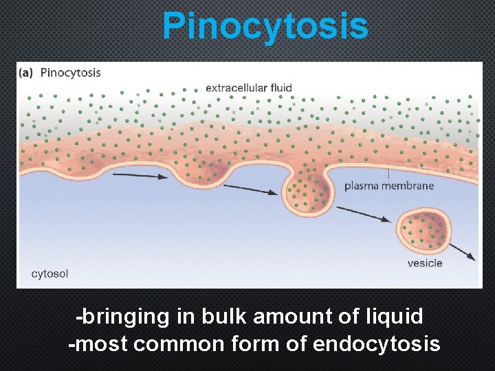 Pinocytosis -bringing in bulk amount of liquid -most common form of endocytosis 