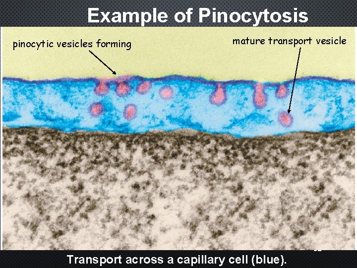 Example of Pinocytosis pinocytic vesicles forming mature transport vesicle Transport across a capillary cell