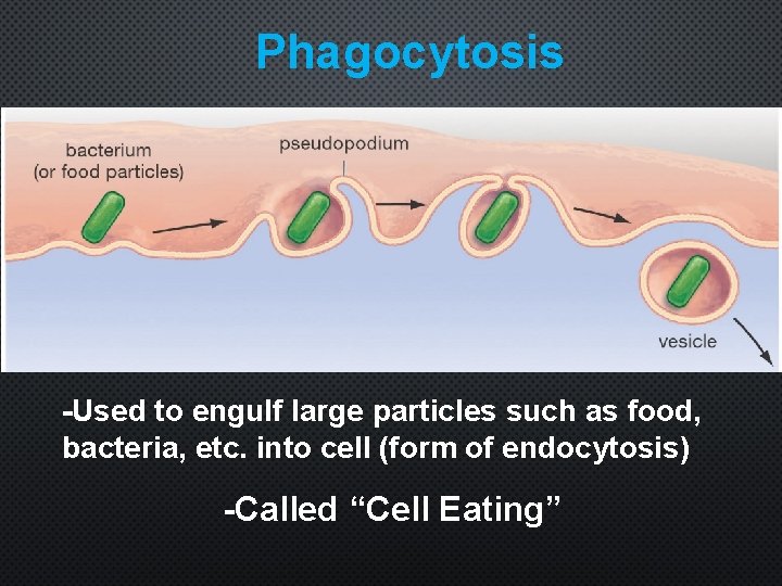 Phagocytosis -Used to engulf large particles such as food, bacteria, etc. into cell (form