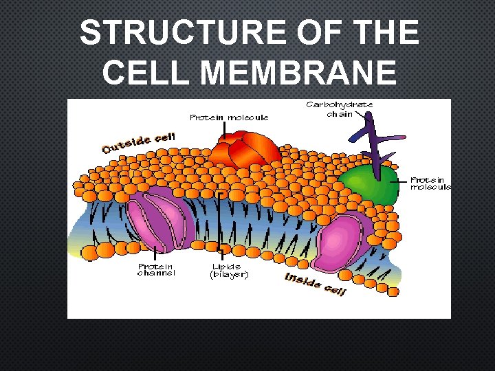 STRUCTURE OF THE CELL MEMBRANE 
