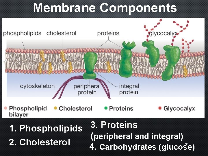 Membrane Components 1. Phospholipids 3. Proteins (peripheral and integral) 2. Cholesterol 7 4. Carbohydrates