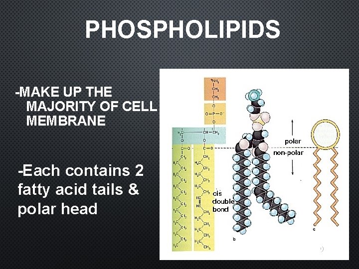PHOSPHOLIPIDS -MAKE UP THE MAJORITY OF CELL MEMBRANE -Each contains 2 fatty acid tails