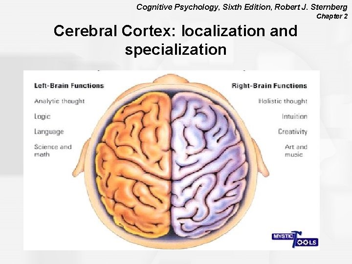 Cognitive Psychology, Sixth Edition, Robert J. Sternberg Chapter 2 Cerebral Cortex: localization and specialization