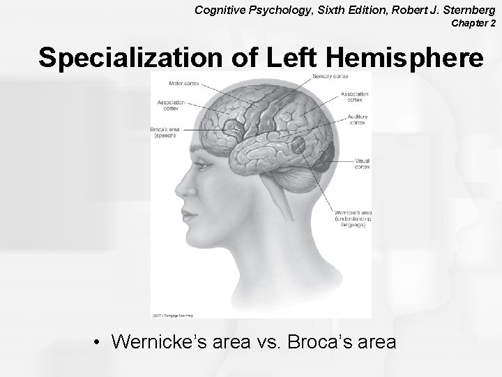 Cognitive Psychology, Sixth Edition, Robert J. Sternberg Chapter 2 Specialization of Left Hemisphere •