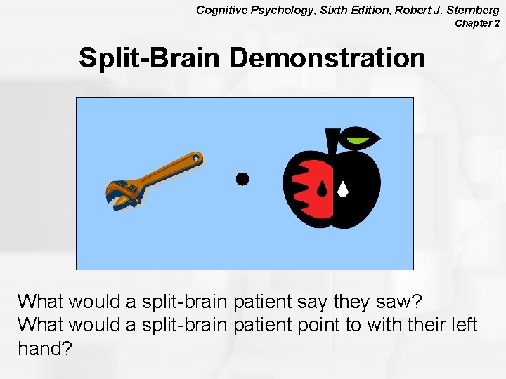 Cognitive Psychology, Sixth Edition, Robert J. Sternberg Chapter 2 Split-Brain Demonstration What would a