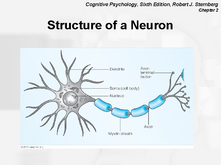 Cognitive Psychology, Sixth Edition, Robert J. Sternberg Chapter 2 Structure of a Neuron 