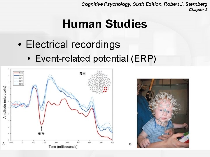 Cognitive Psychology, Sixth Edition, Robert J. Sternberg Chapter 2 Human Studies • Electrical recordings