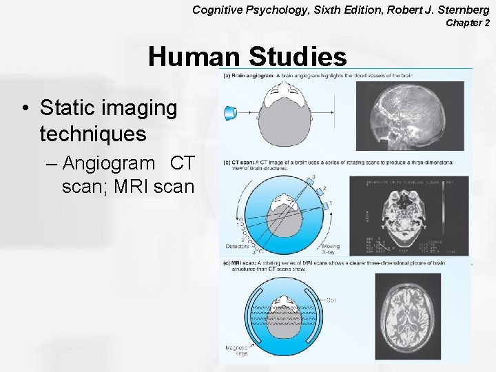 Cognitive Psychology, Sixth Edition, Robert J. Sternberg Chapter 2 Human Studies • Static imaging