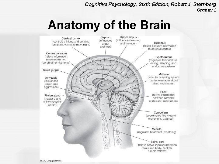 Cognitive Psychology, Sixth Edition, Robert J. Sternberg Chapter 2 Anatomy of the Brain 