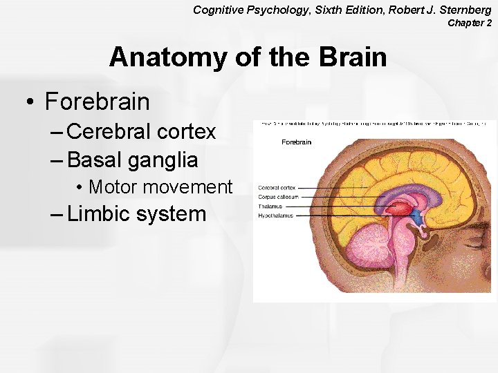 Cognitive Psychology, Sixth Edition, Robert J. Sternberg Chapter 2 Anatomy of the Brain •
