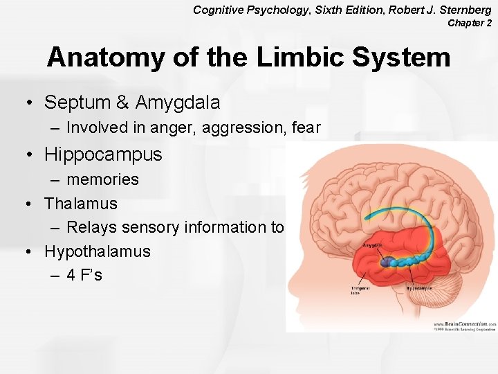 Cognitive Psychology, Sixth Edition, Robert J. Sternberg Chapter 2 Anatomy of the Limbic System