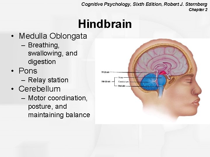 Cognitive Psychology, Sixth Edition, Robert J. Sternberg Chapter 2 Hindbrain • Medulla Oblongata –