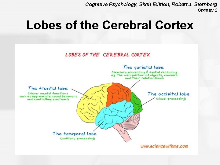 Cognitive Psychology, Sixth Edition, Robert J. Sternberg Chapter 2 Lobes of the Cerebral Cortex