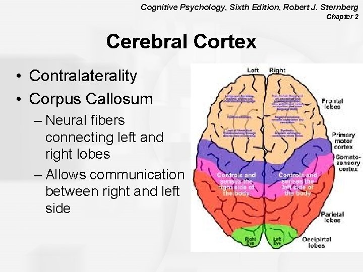 Cognitive Psychology, Sixth Edition, Robert J. Sternberg Chapter 2 Cerebral Cortex • Contralaterality •