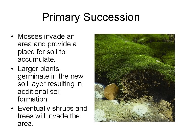 Primary Succession • Mosses invade an area and provide a place for soil to